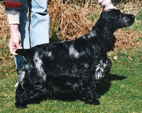 Dark Blue Roan