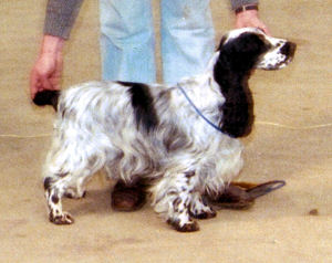 Sh Ch Bournehouse Silver Star