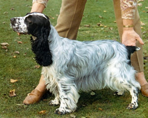 Ch Bournehouse Starshine