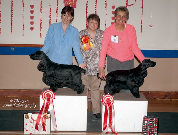 BVIS and BMPIS Open Show February 2014