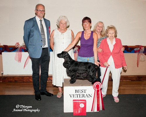 BVIS Open Show July 2013