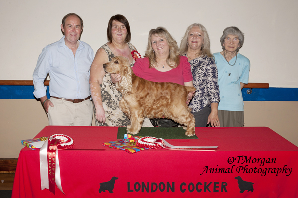 BVIS Open Show July 2014