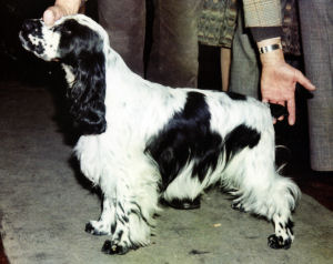 Cochise Chiricahua