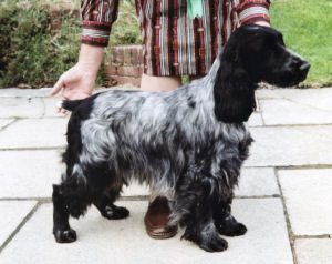 Colinwood Vital Spark