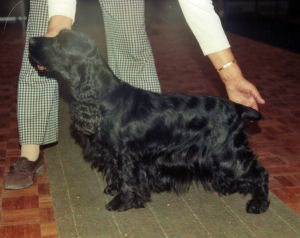 Misbourne Valdilke