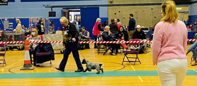 Puppy Walk Ch Show 2021