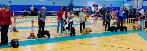 Puppy Walk Ch Show 2021