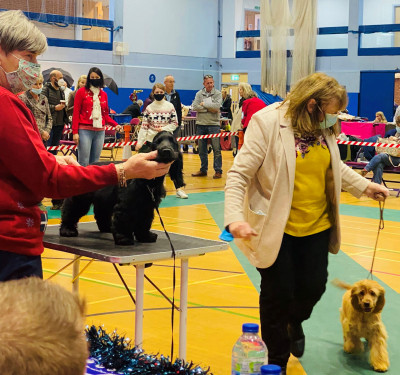 Puppy Walk Ch Show 2021