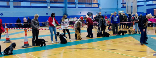 Puppy Walk Ch Show 2021