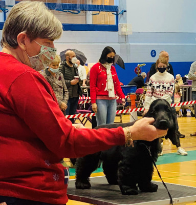 Puppy Walk Ch Show 2021