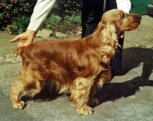Sorbrook Beechnut
