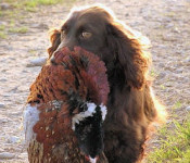 Working Cocker
